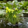 Floating Pond Plant Raft 2 Floating Pond Plant Raft -Garden Plants Sales 580030