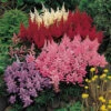 Astilbe Plum Bouquet Mix -Garden Plants Sales 580058