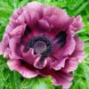 Papaver 'Patty's Plum' -Garden Plants Sales 580059