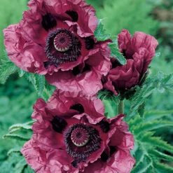 Papaver 'Patty's Plum' -Garden Plants Sales 580059 2