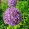 Allium 'Christophii' 1 Allium 'Christophii' -Garden Plants Sales 600120