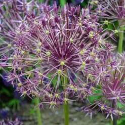Allium 'Christophii' -Garden Plants Sales 600120 2