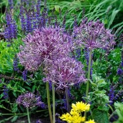 Allium 'Christophii' -Garden Plants Sales 600120 3