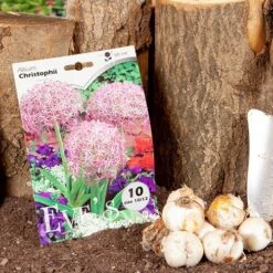 Allium 'Christophii' -Garden Plants Sales 600120 4