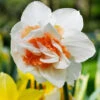 Daffodil 'Replete' -Garden Plants Sales 600161