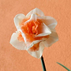 Daffodil 'Replete' -Garden Plants Sales 600161 2