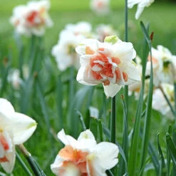 Daffodil 'Replete' -Garden Plants Sales 600161 3