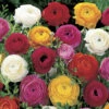 Ranunculus Mix -Garden Plants Sales 600214