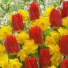 'Early Red' Tulip and Narcissus Daffodil 'T?te-?-T?te' Mix -Garden Plants Sales 600243