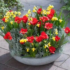 Garden Plants Sales 10 Garden Plants Sales -Garden Plants Sales 600243 1