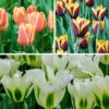 Tulip Dual Colour Collection 2 Tulip Dual Colour Collection -Garden Plants Sales 600400
