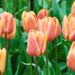 Tulip Dual Colour Collection 8 Tulip Dual Colour Collection -Garden Plants Sales 600400 2