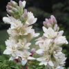 Polianthes Tuberosa 'The Pearl' 1 Polianthes Tuberosa 'The Pearl' -Garden Plants Sales 630004
