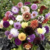Mixed Dahlias - Hybridisers Mix 1 Mixed Dahlias - Hybridisers Mix -Garden Plants Sales 630005