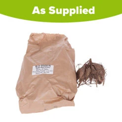 Mixed Dahlias - Hybridisers Mix -Garden Plants Sales 630005 2