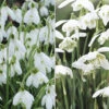 Single & Double Snowdrops 'In The Green' Twinpack 1 Single & Double Snowdrops 'In The Green' Twinpack -Garden Plants Sales 630014