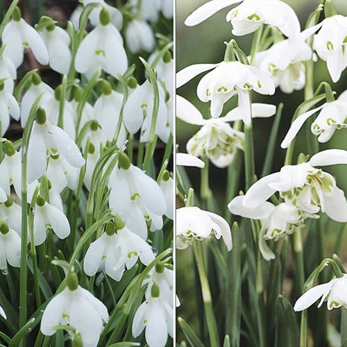 Single & Double Snowdrops 'In The Green' Twinpack 3 Single & Double Snowdrops 'In The Green' Twinpack
