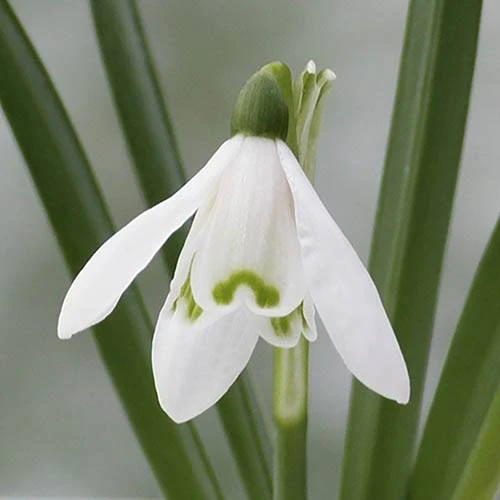 Single & Double Snowdrops 'In The Green' Twinpack 4 Single & Double Snowdrops 'In The Green' Twinpack - Image 2