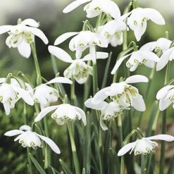 Single & Double Snowdrops 'In The Green' Twinpack 13 Single & Double Snowdrops 'In The Green' Twinpack -Garden Plants Sales 630014 2
