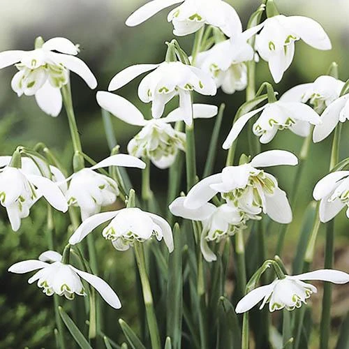 Single & Double Snowdrops 'In The Green' Twinpack 5 Single & Double Snowdrops 'In The Green' Twinpack - Image 3