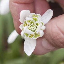Single & Double Snowdrops 'In The Green' Twinpack 14 Single & Double Snowdrops 'In The Green' Twinpack -Garden Plants Sales 630014 3