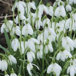 Single & Double Snowdrops 'In The Green' Twinpack 15 Single & Double Snowdrops 'In The Green' Twinpack -Garden Plants Sales 630014 4