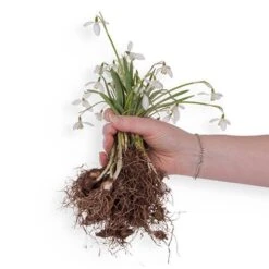 Single & Double Snowdrops 'In The Green' Twinpack 16 Single & Double Snowdrops 'In The Green' Twinpack -Garden Plants Sales 630014 5