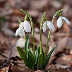Single & Double Snowdrops 'In The Green' Twinpack 19 Single & Double Snowdrops 'In The Green' Twinpack -Garden Plants Sales 630014 8