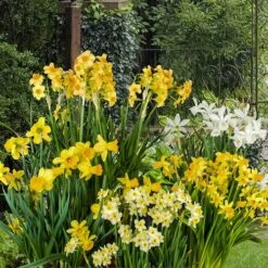 Miniature Daffodils -Garden Plants Sales 630029 2
