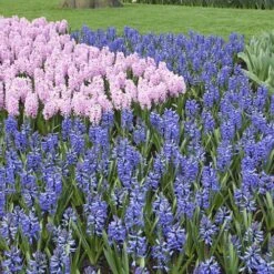 Mixed Hyacinths 10 Mixed Hyacinths -Garden Plants Sales 630034 3