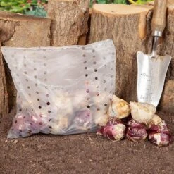 Mixed Hyacinths 11 Mixed Hyacinths -Garden Plants Sales 630034 4