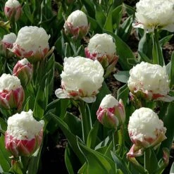 Tulip 'Ice Cream' -Garden Plants Sales 630049 2