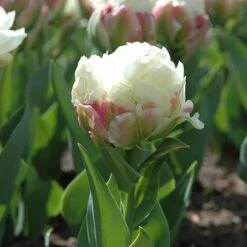 Tulip 'Ice Cream' -Garden Plants Sales 630049 3