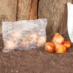 Tulip 'Ice Cream' -Garden Plants Sales 630049 4