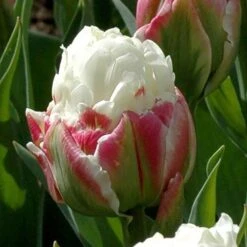 Tulip 'Ice Cream' -Garden Plants Sales 630049 5