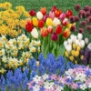 Complete Spring Flowering Bulb Collection 2 Complete Spring Flowering Bulb Collection -Garden Plants Sales 630050