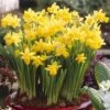 Narcissus 'T?te-?-T?te' -Garden Plants Sales 630091