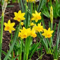 Narcissus 'T?te-?-T?te' -Garden Plants Sales 630091 2