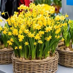 Narcissus 'T?te-?-T?te' -Garden Plants Sales 630091 3