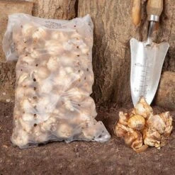 Narcissus 'T?te-?-T?te' -Garden Plants Sales 630091 4