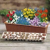 Blooming Fast Drop In Bulb Planter Balcony Beauty Pack -Garden Plants Sales 630107