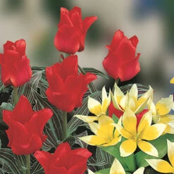Blooming Fast Drop In Bulb Planter Balcony Beauty Pack -Garden Plants Sales 630107 4