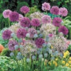 Complete Allium Collection -Garden Plants Sales 630126