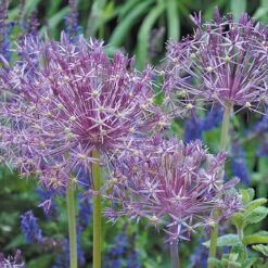 Complete Allium Collection -Garden Plants Sales 630126 3