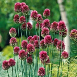 Complete Allium Collection -Garden Plants Sales 630126 5
