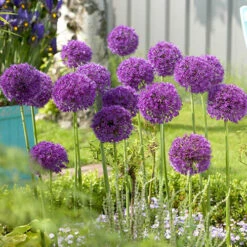 Complete Allium Collection -Garden Plants Sales 630126 7