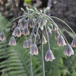Complete Allium Collection -Garden Plants Sales 630126 8
