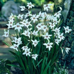 The Complete Summer Flowering Bulb Collection -Garden Plants Sales 630130 2