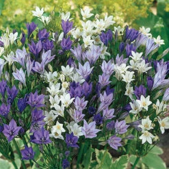 The Complete Summer Flowering Bulb Collection -Garden Plants Sales 630130 3