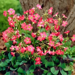 The Complete Summer Flowering Bulb Collection -Garden Plants Sales 630130 6